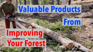 Thinning Trees Small Logs for Woodmizer LT15 Sawmill TSI FSI Timber Stand Improvement