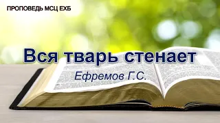 Вся тварь стенает. Ефремов Г.С. Проповедь  МСЦ ЕХБ