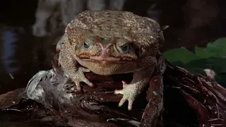 Frogs (1972) but only the scenes with frogs