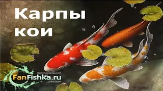 КАРПЫ КОИ содержание в пруду и аквариуме. Офигенный фильм!