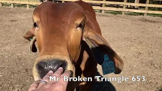 Broken Triangle Red Brahman Bulls for Sale