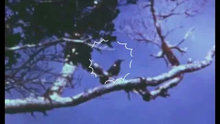 Footage of the Kauai Ō'Ō bird