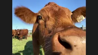 Virtual Field Trip to a Beef Farm