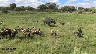 Wild Dog Eat Baby Buffalo Alive. Mother Buffalo could not do anything.