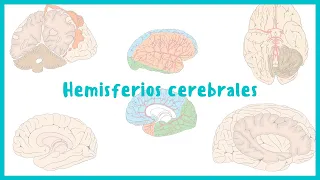 NEUROANATOMÍA | Hemisferios cerebrales y corteza cerebral | Blasto Med