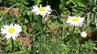 Цветут цветы в конце июня 🌼 Ромашка зацвела 🌼