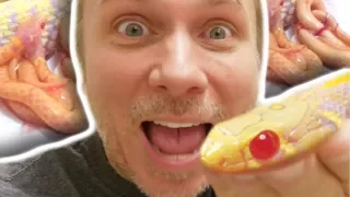 BABY SNAKE LIVE BIRTH!!! BABY GECKOS!!! | BRIAN BARCZYK