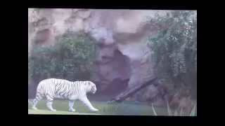 WHITE TIGERS IN LORO PARK TENERIFE