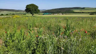 Aktionswoche Artenvielfalt - Die Biogasanlagen-Betreiberin