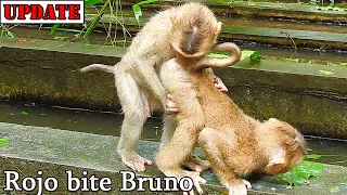 Hurt hurt Rojo plz stop bite! OMG Baby Rojo interested in play bite hurt till Bruno got hurt