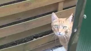 Scared Cat Jumps Over Fence