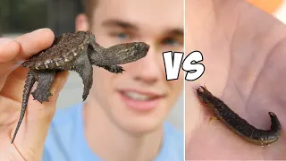 Baby Snapping Turtle vs Creepy Creature