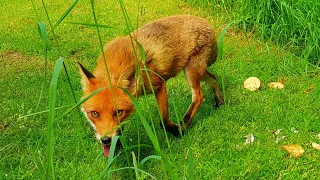 Feeding wild injured fox: close up video, uk