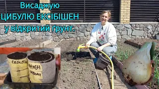 Висаджую цибулю🧅Цибуля через розсаду-вродайно та дуже просто#цибулязрозсади#розсада#цибуляексібішен