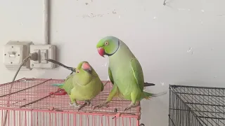 Ringneck Parrot Talking and Flirting To His Female