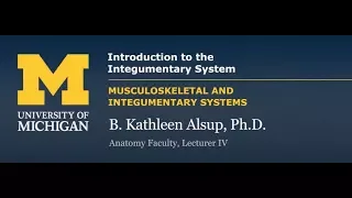 Integumentary System: Introduction