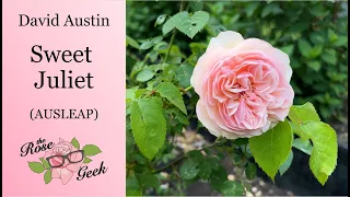 🌹 David Austin's Sweet Juliet Rose