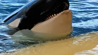 Loro Parque zoo in Tenerife, including Orcas