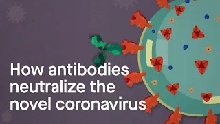 How antibodies neutralize the novel coronavirus: Science, Simplified