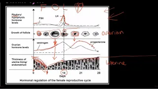 Grade 12 Life Sciences Human Reproduction Part 3