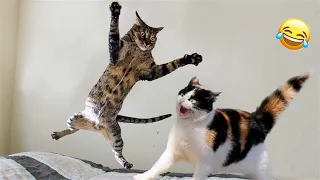 Funny animal videos 2023 -  Funny cats / dogs -  Funny animals -  Part87/Paws Alliance