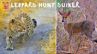 Leopard hunting a grey duiker