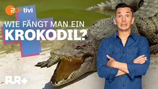 Krokodile schützen | PUR+