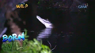 Born to be Wild: Saltwater crocodile of Catagupan Lake in Balabac, Palawan