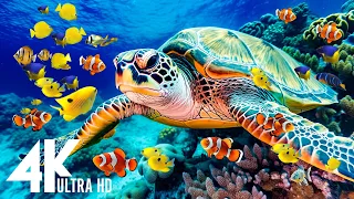 Aquarium 4K Video UHD(60fps) 🐠 Sea Animals With Relaxing Music - Rare & Colorful Sea Life Video