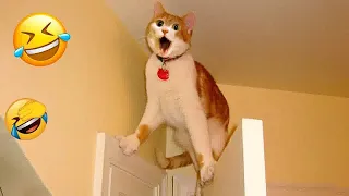 😹😂 Funniest Cats and Dogs Videos 🤣😆 Funny Animal Videos 2024 #17