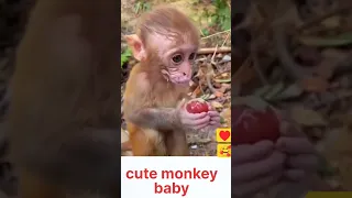 🐵 monkey baby monkey 🐒 #viral #shorts #monkey #baby