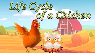 life cycle of a chicken