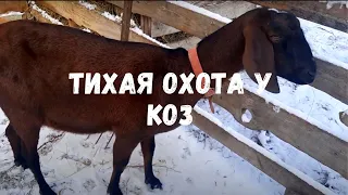 Тихая охота у коз.