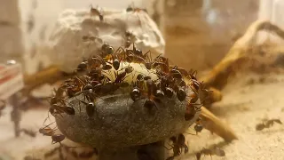 Camponotus fellah и груша.