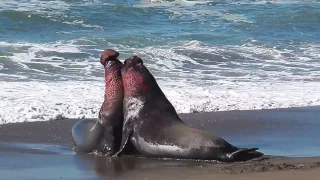 Bloody battle between male Elephant Seals 1/14/17