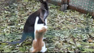 kangaroo vs cat