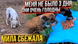 у Шани сравнялись лапки🙊 Мила сбежала😱 Щенки с канавы очень голодны🥺один пропал