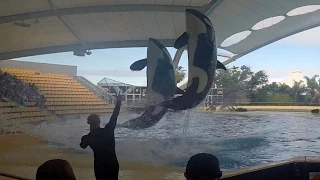 Loro Parque Orca Ocean 4K video    - GOPRO HERO 4 Black