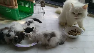 Mother Cat Wants To Drink Milk With Her Kittens But Kitten Formula Is Only For Kittens