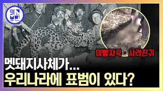 대한민국 산속 표범 목격담 급증