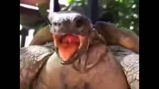 Turtle Mating