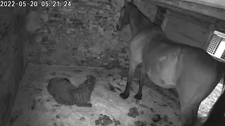 Crackling horse fart scares the chickens