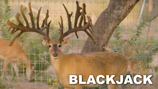 The Most Valuable Whitetail on the Planet at BlackJack Whitetails | Deer Farming