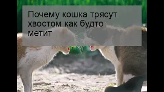 Почему кошка трясут хвостом как будто метит