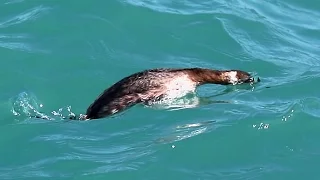 Horned Grebe (Podiceps auritus) diving, Lake Michigan [HD]