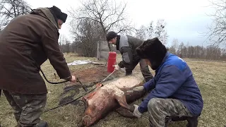 КУПИЛ ХУТОР в ЛЕСУ на КРАЮ БОЛОТА. Часть 108. БАНЯ и ПРОРУБЬ. ЗАБОЙ КАБАНА 150 кг.