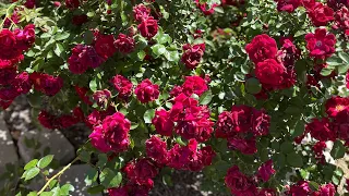 Rose Garden| Fresh flowers | Natural flowers