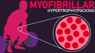 Stronger and Bigger Muscles (Myofibrillar Packing/Hypertrophy)