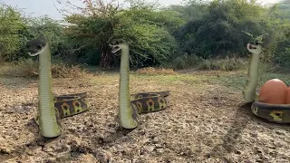 Anaconda Snake In Real 4 Life HD Video