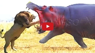 Hippo Blasts Lion